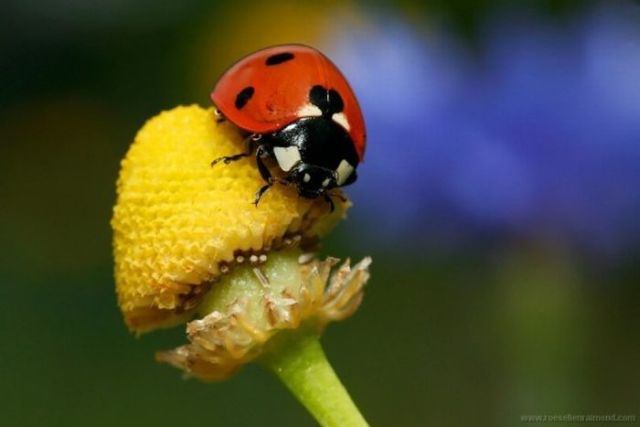 Macro Photography of Insects (62 pics)