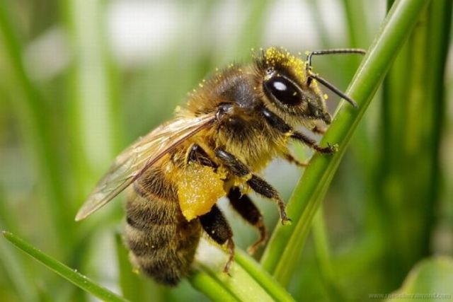 Macro Photography of Insects (62 pics)