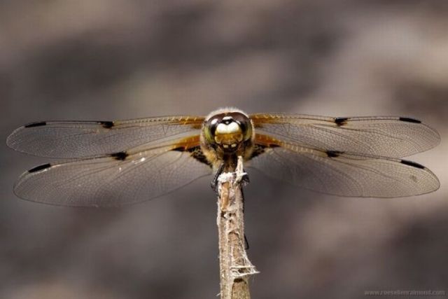 Macro Photography of Insects (62 pics)