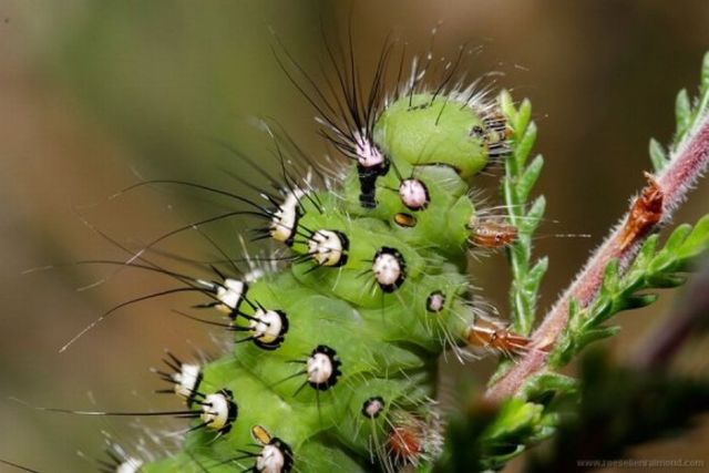 Macro Photography of Insects (62 pics)