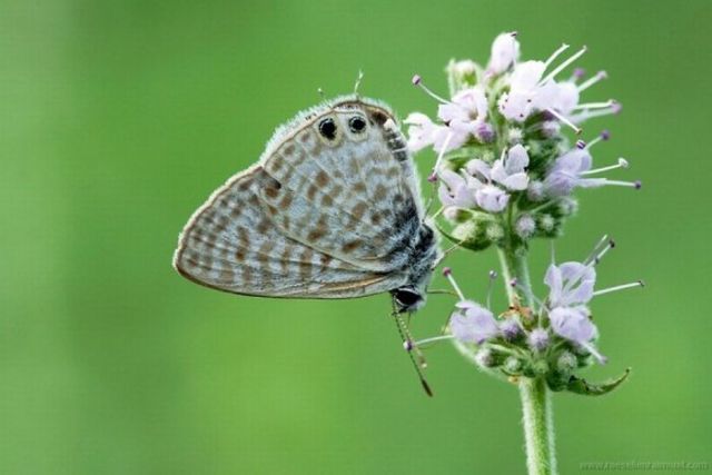 Macro Photography of Insects (62 pics)