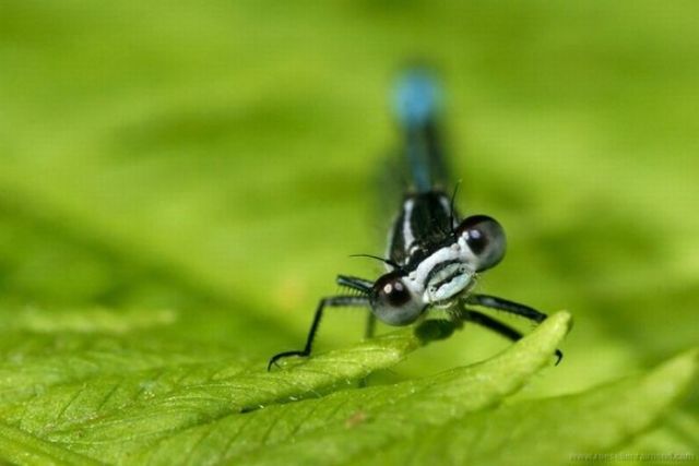 Macro Photography of Insects (62 pics)