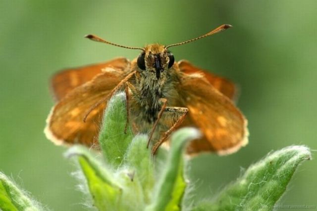 Macro Photography of Insects (62 pics)