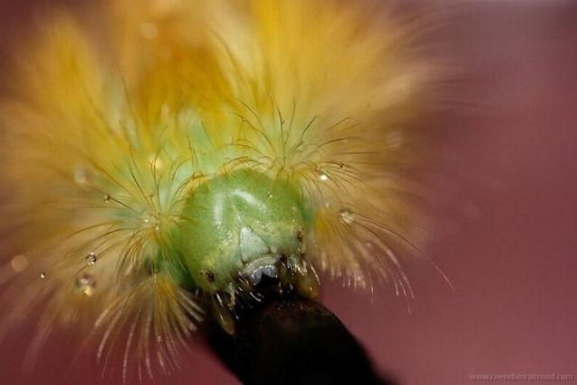 Macro Photography of Insects (62 pics)