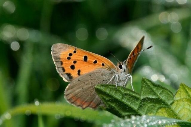 Macro Photography of Insects (62 pics)