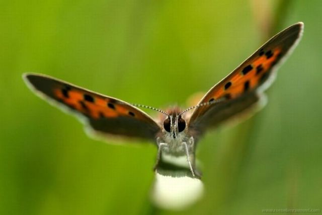 Macro Photography of Insects (62 pics)