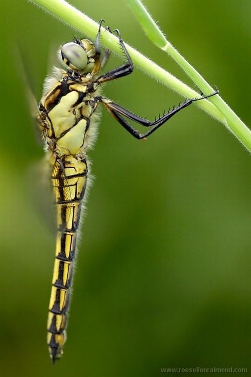 Macro Photography of Insects (62 pics)