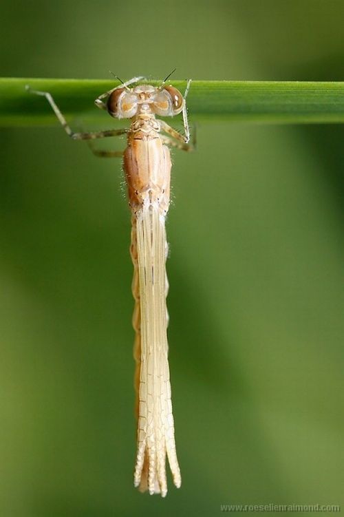 Macro Photography of Insects (62 pics)