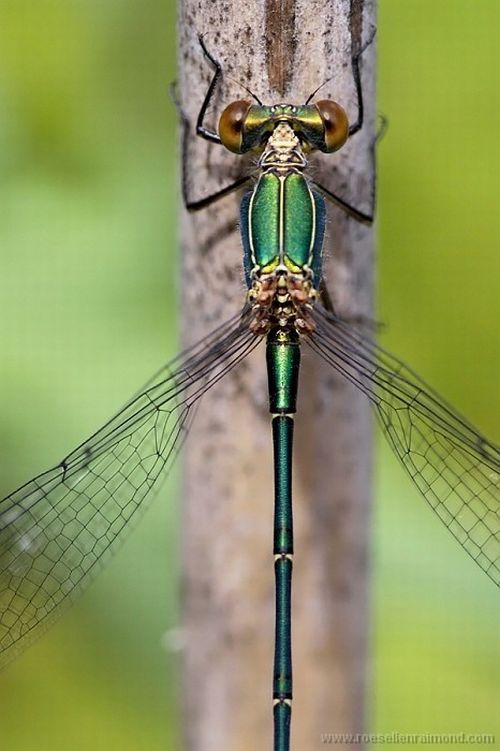 Macro Photography of Insects (62 pics)