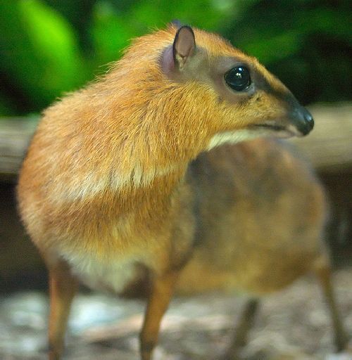 Very Cute Mouse Deer (23 pics)