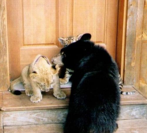 Lion, Tiger and Bear Living Like Brothers (17 pics)
