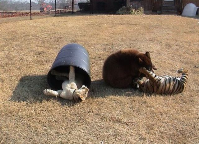 Lion, Tiger and Bear Living Like Brothers (17 pics)