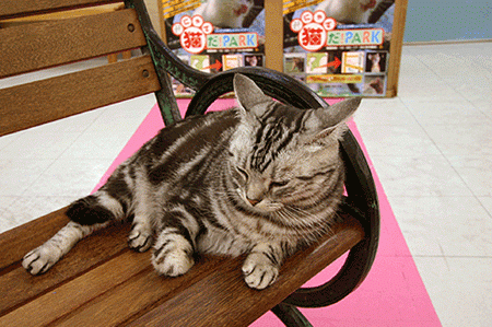 Don’t Shake the Cats! (22 gifs)