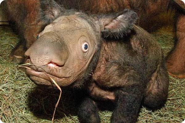 Strangest and Rarest Animals (60 pics)