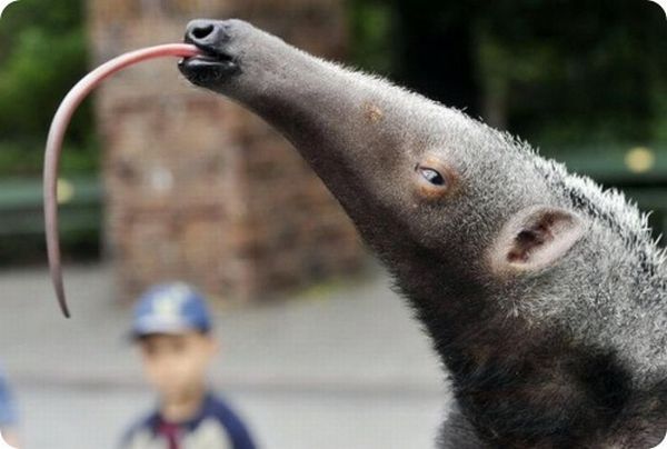 Strangest and Rarest Animals (60 pics)