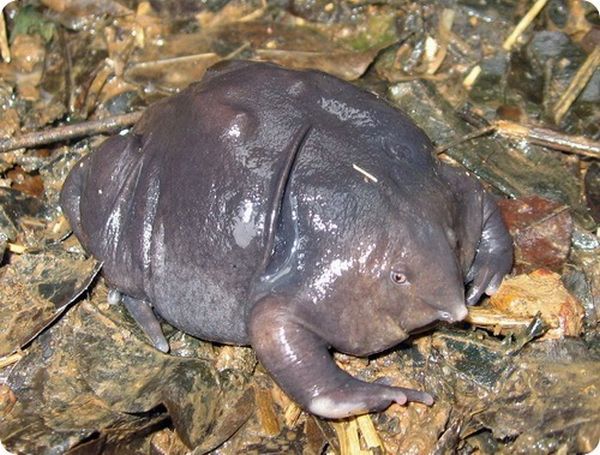 Strangest and Rarest Animals (60 pics)