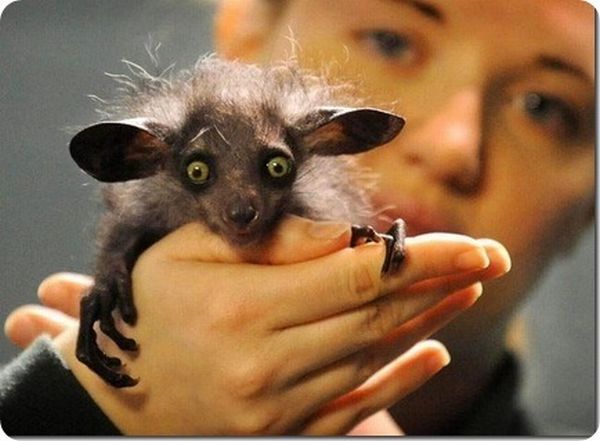 Strangest and Rarest Animals (60 pics)