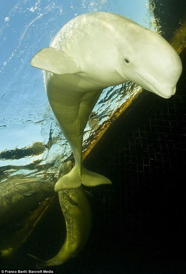 Amazing Underwater Photos of Beluga Whales at Arctic Rehabilitation Farm (4 pics)