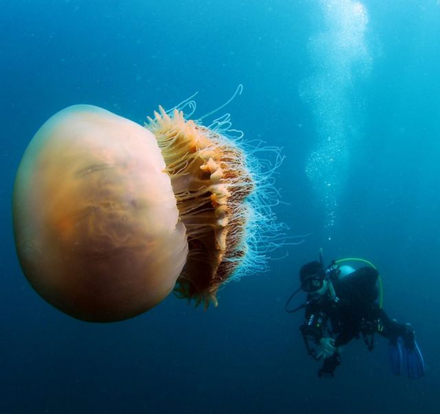 Japan Is Attacked by 200 Kilogram Jellyfish (6 pics)