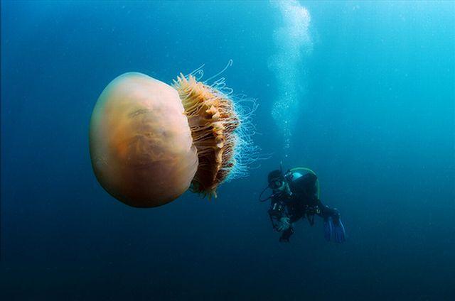 Japan Is Attacked by 200 Kilogram Jellyfish (6 pics)