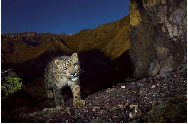 Beautiful Pictures of Snow Leopard (13 pics)