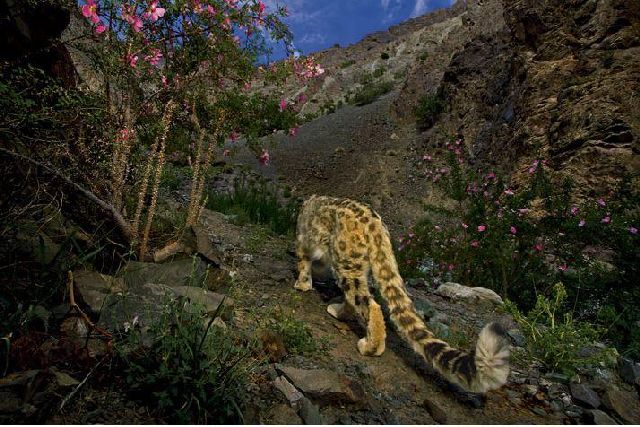 Beautiful Pictures of Snow Leopard (13 pics)