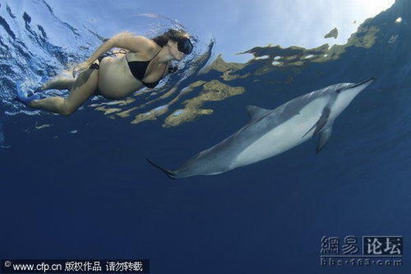 Pregnant Woman Swimming among Dolphins (5 pics)