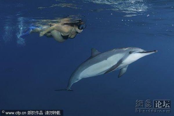 Pregnant Woman Swimming among Dolphins (5 pics)