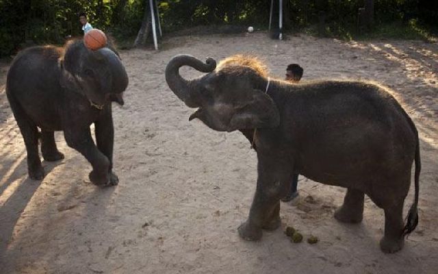 Basketball and Emergency Elephants (16 pics)