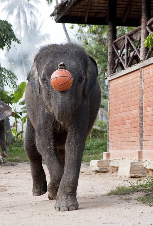 Basketball and Emergency Elephants (16 pics)