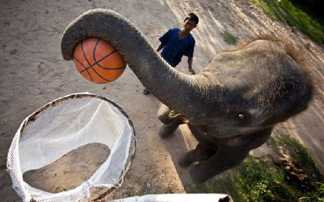 Basketball and Emergency Elephants (16 pics)