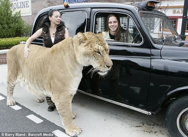 Do You Usually Bump into Ligers on London Streets? (7 pics)