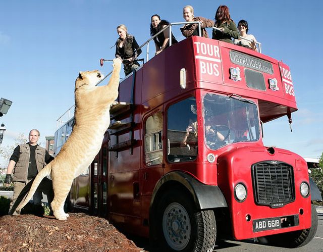 Do You Usually Bump into Ligers on London Streets? (7 pics)