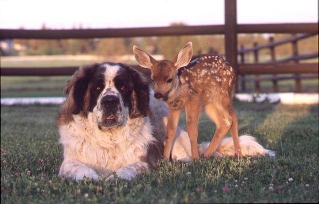 Best Buddies but Yet So Different (50 pics)