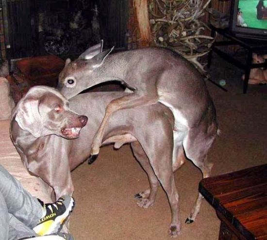 Best Buddies but Yet So Different (50 pics)