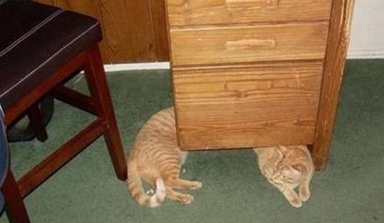 Silly Kittys (142 pics)