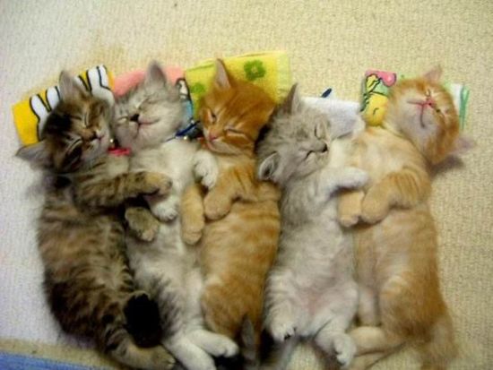 Silly Kittys (142 pics)