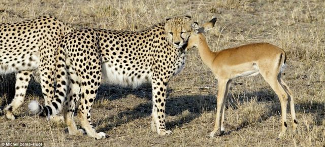 Since The Cheetah Isn’t Hungry The Impala Is Not In Danger (4 pics)