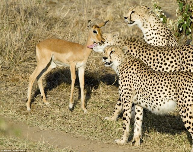 Since The Cheetah Isn’t Hungry The Impala Is Not In Danger (4 pics)