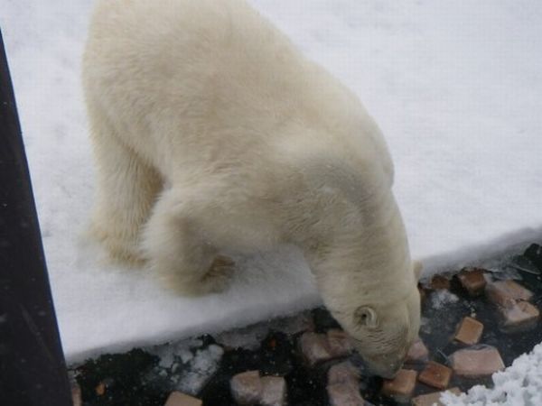 Polar Bears Prefer Bread, Who Knew? (5 pics)