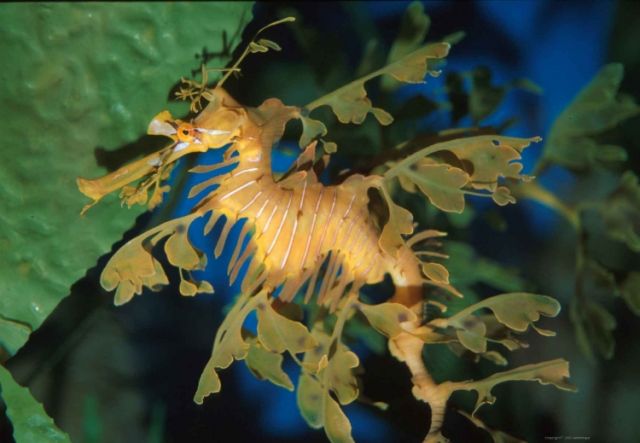 Fascinating Sea Dragons (19 pics)