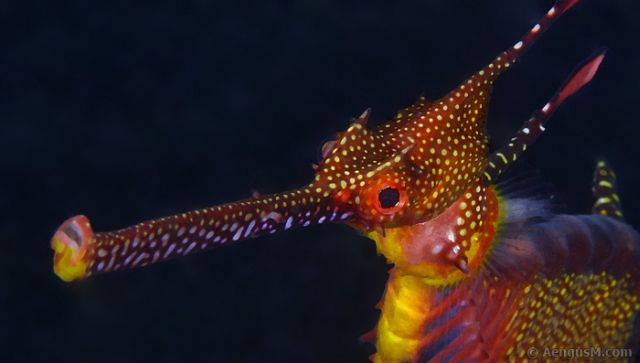 Fascinating Sea Dragons (19 pics)