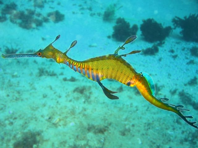 Fascinating Sea Dragons (19 pics)