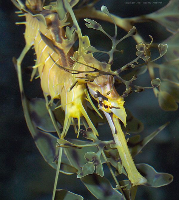 Fascinating Sea Dragons (19 pics)