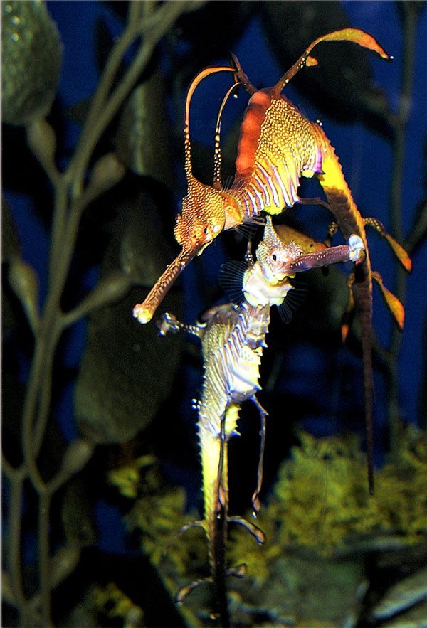 Fascinating Sea Dragons (19 pics)