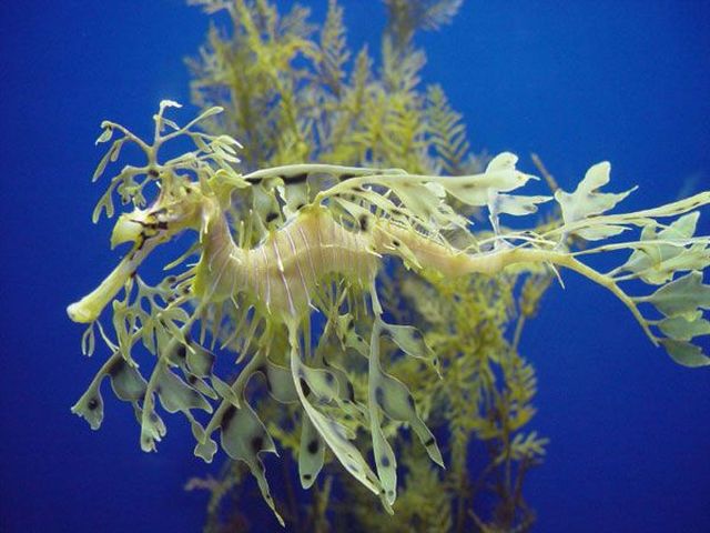 Fascinating Sea Dragons (19 pics)