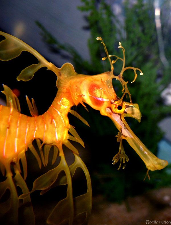 Fascinating Sea Dragons (19 pics)