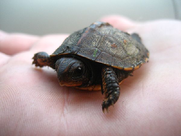 The Not So Boring Life Of Baby Turtles (15 pics)