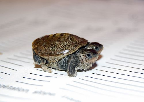 The Not So Boring Life Of Baby Turtles (15 pics)