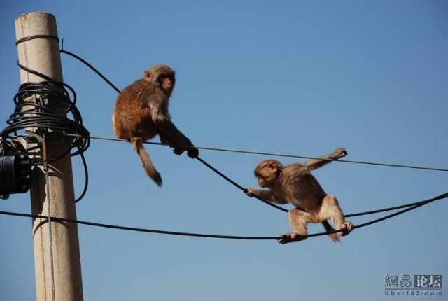Monkey Business (11 pics)